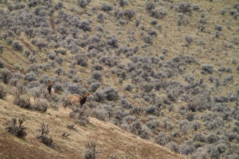 Elk In Sage